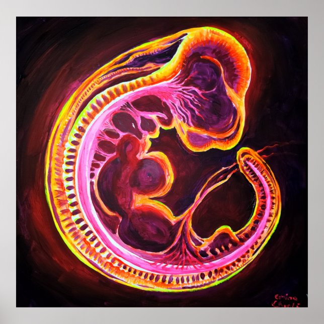 Poster Embryo (Devant)