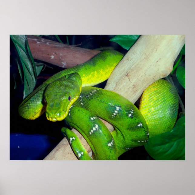 Poster Emerald Tree Boa (Devant)