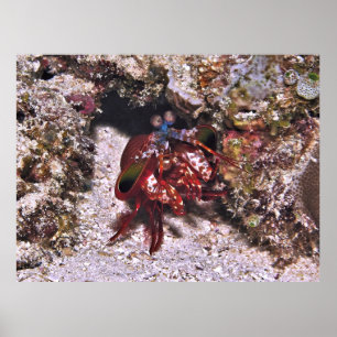 Poster Emerging Mantis Shrimp
