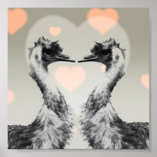 Poster Émeus dans l'amour