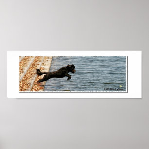 Poster Emma, le chien d'eau portugais
