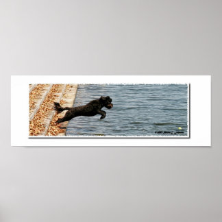 Poster Emma, le chien d'eau portugais