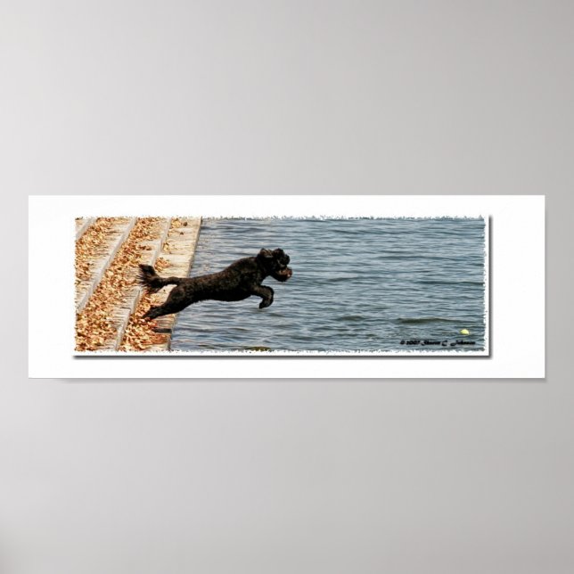Poster Emma, le chien d'eau portugais (Devant)