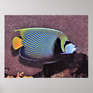 Poster Empereur Angelfish-Raja Ampat