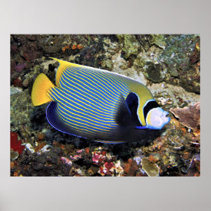 Poster Empereur Nusa Penida