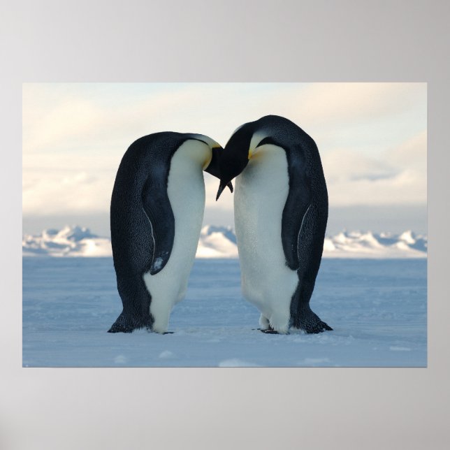 Poster Empereur Penguins embrasser (Devant)