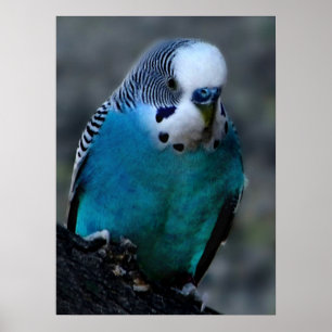 Poster Empreinte bleue