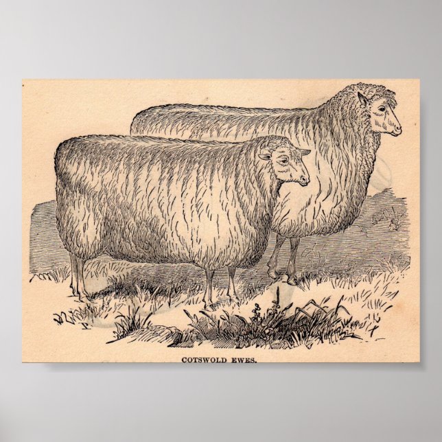 Poster Empreinte de brebis Cotswold du 19e siècle (Devant)