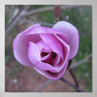 Poster Empreinte de fleurs violettes