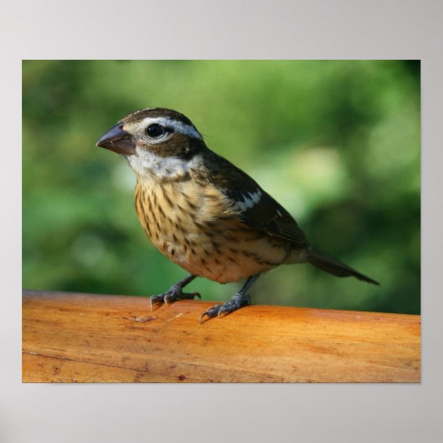 Poster Empreinte de Grosbeak à poitrine Rose féminine (Devant)