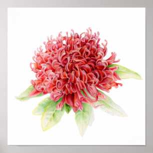 Poster Empreinte de l'affiche en aquarelle de Waratah bot