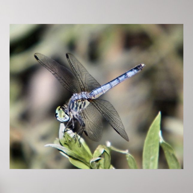 Poster empreinte de libellule bleue (Devant)