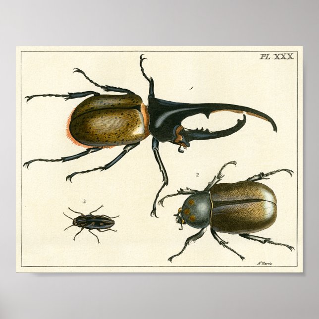 Poster Empreinte de l'illustration des coléoptères (Devant)