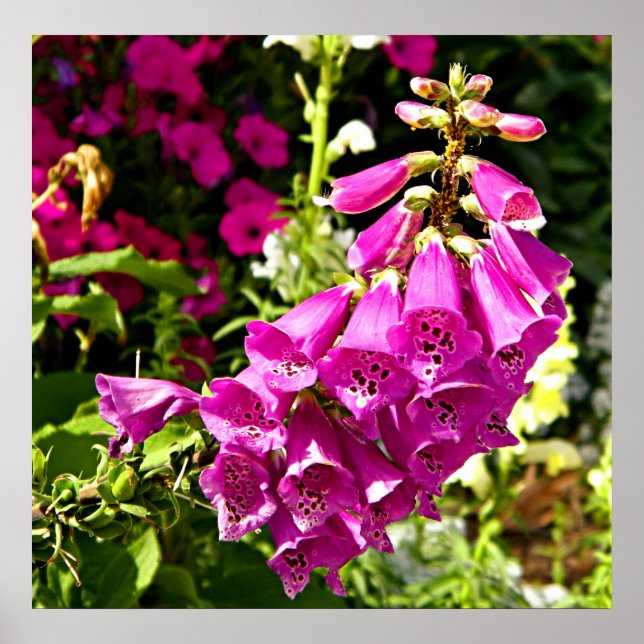 Poster empreinte florale rose foxglove (Devant)