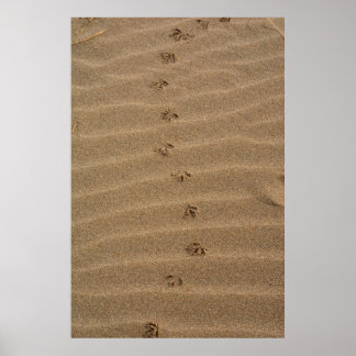 Poster Empreintes dans le sable