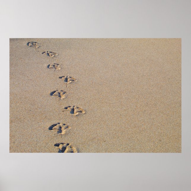 Poster Empreintes de mouettes dans l'affiche de sable (Devant)