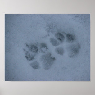 Poster Empreintes de pattes chiots en neige