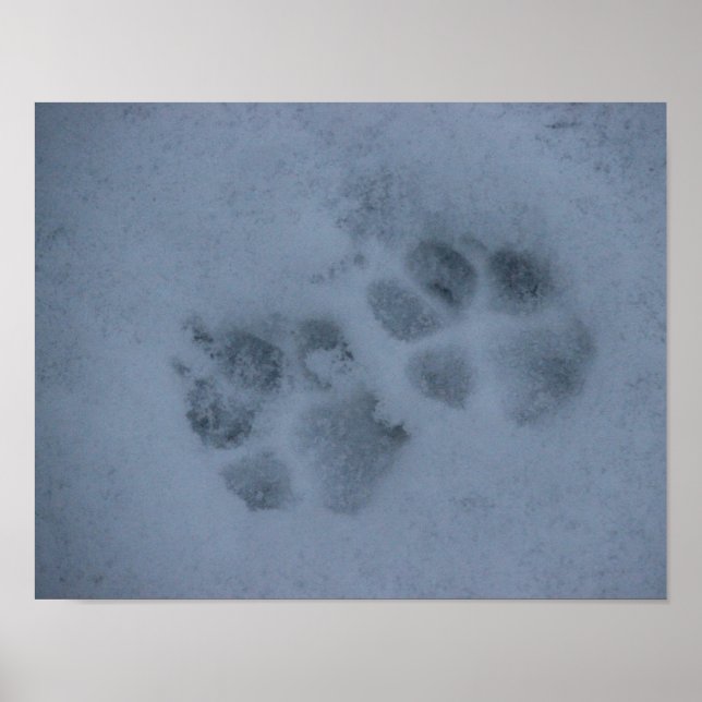 Poster Empreintes de pattes chiots en neige (Devant)