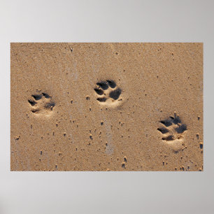 Poster Empreintes de pattes de chiens sur une plage de sa