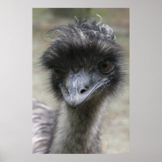 Poster Emu