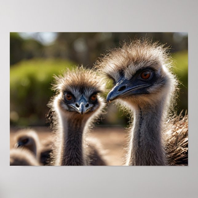 Poster Emu Birds (Devant)