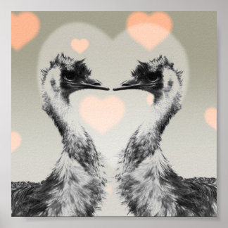 Poster Emus amoureux