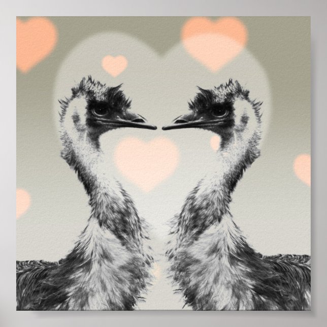 Poster Emus amoureux (Devant)