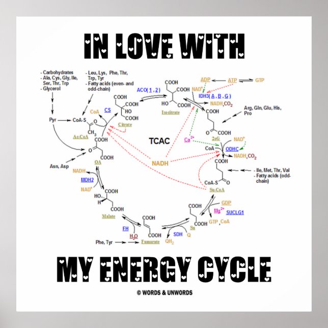 Poster En amour avec mon cycle d'énergie (Krebs Cycle) (Devant)