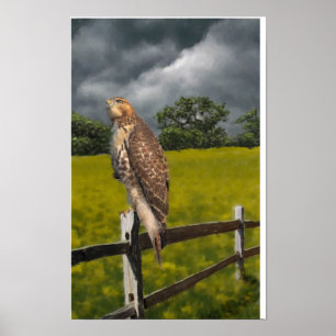 Poster En attendant la tempête - Buse à queue rousse