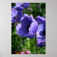 Poster en bleu Anemone Floral Photo