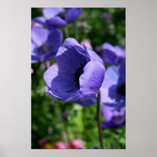 Poster en bleu Anemone Floral Photo