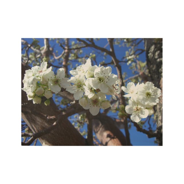 Poster En Bois Spring Flowering Pear Tree (Devant)
