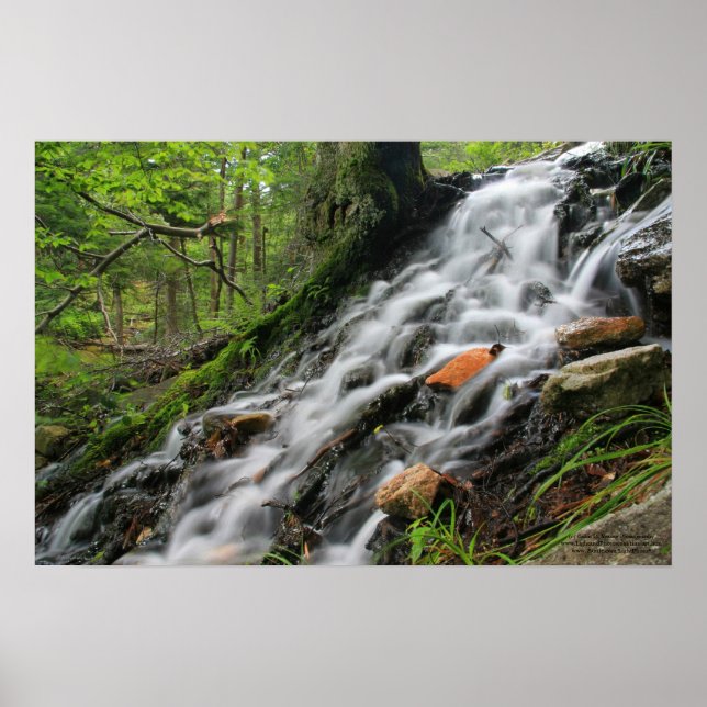 Poster en cascade de la forêt de Roots soyeux (Devant)