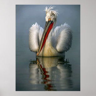 Poster en colère Pelican L