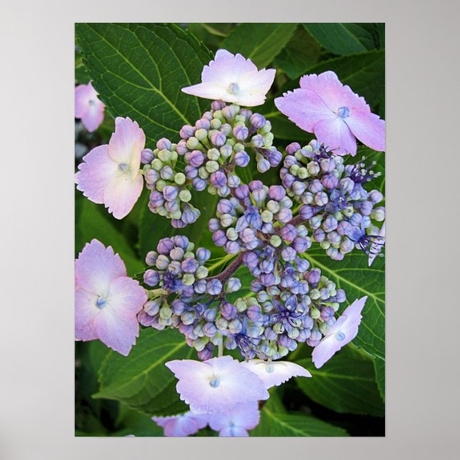 Poster en dentelle Casquette Hydrangea Bloom (Devant)