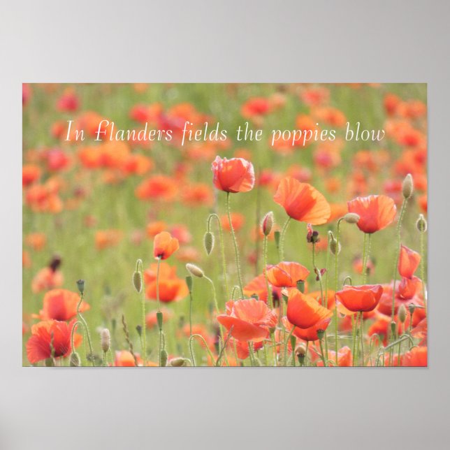 Poster En Flandre champs le pavot souffle (Devant)