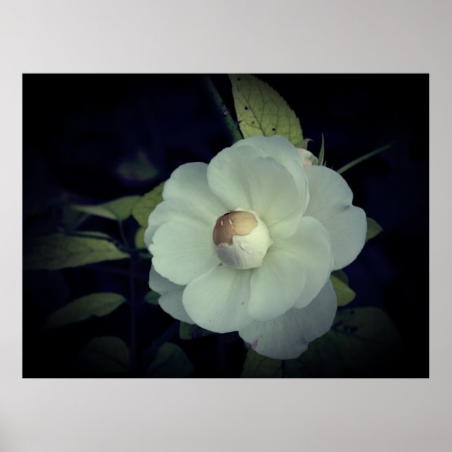 Poster en fleurs blanches (Devant)