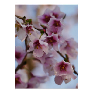 Poster en fleurs de cerisier rose