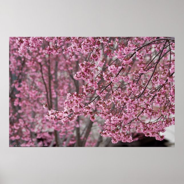 Poster en fleurs de cerisiers japonais rose (Devant)
