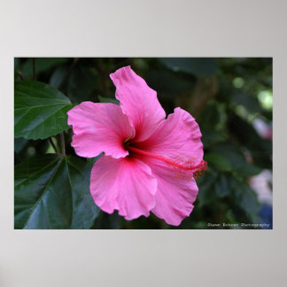 Poster En floraison