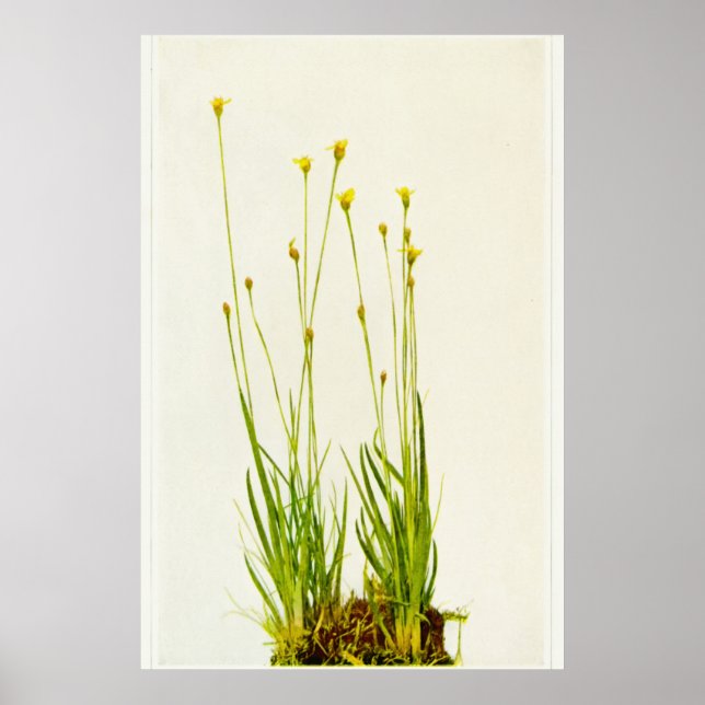 Poster en Herbe Jaune (Devant)