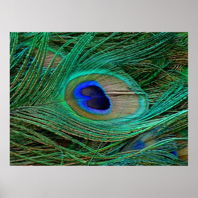 Poster en plume bleu de paon indien Imprimer (Devant)