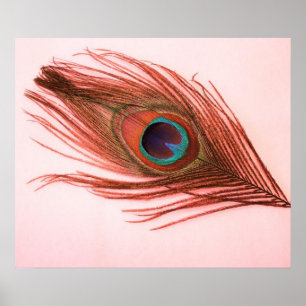 Poster en plume rouge Peacock