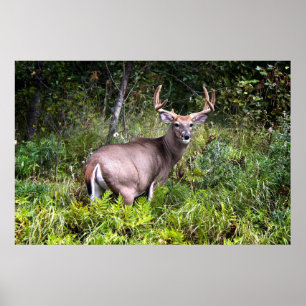 Poster en toile blanche