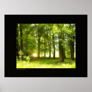 Poster Enchanted
