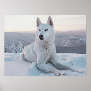 Poster Enchanter White Husky Dog dans la neige