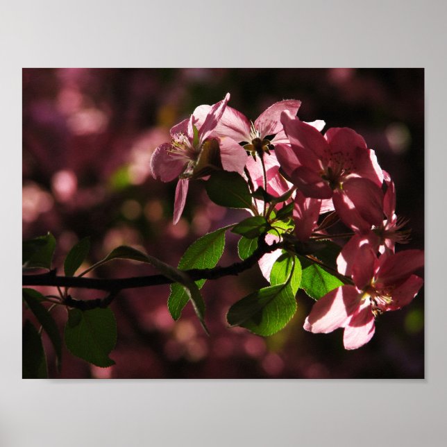Poster Encore plus de cerises (Devant)