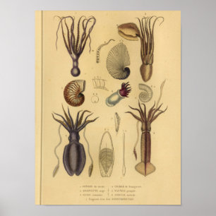 Poster Encornets de poulpe Nautilus Illustration Vintage 
