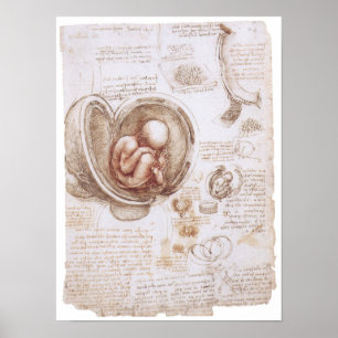 Poster Enfant dans le ventre, Léonard de Vinci