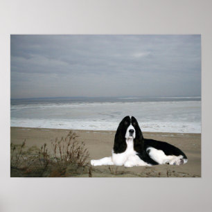 Poster English Springer Spaniel Print
